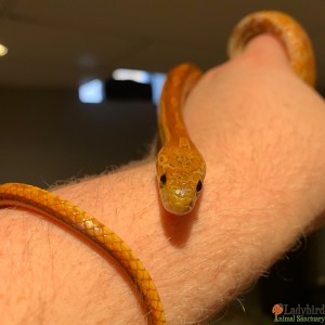 Ekans