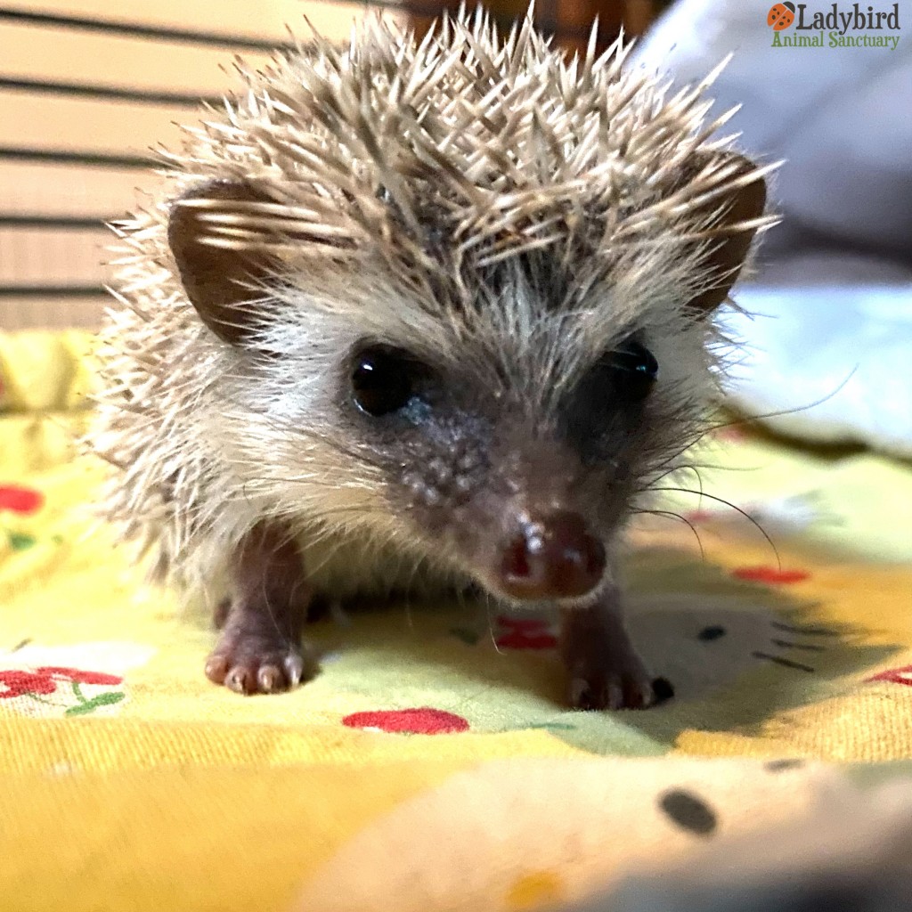 Bijou