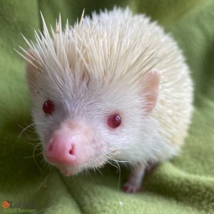 Blondie