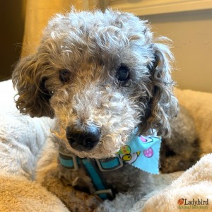 Sprocket