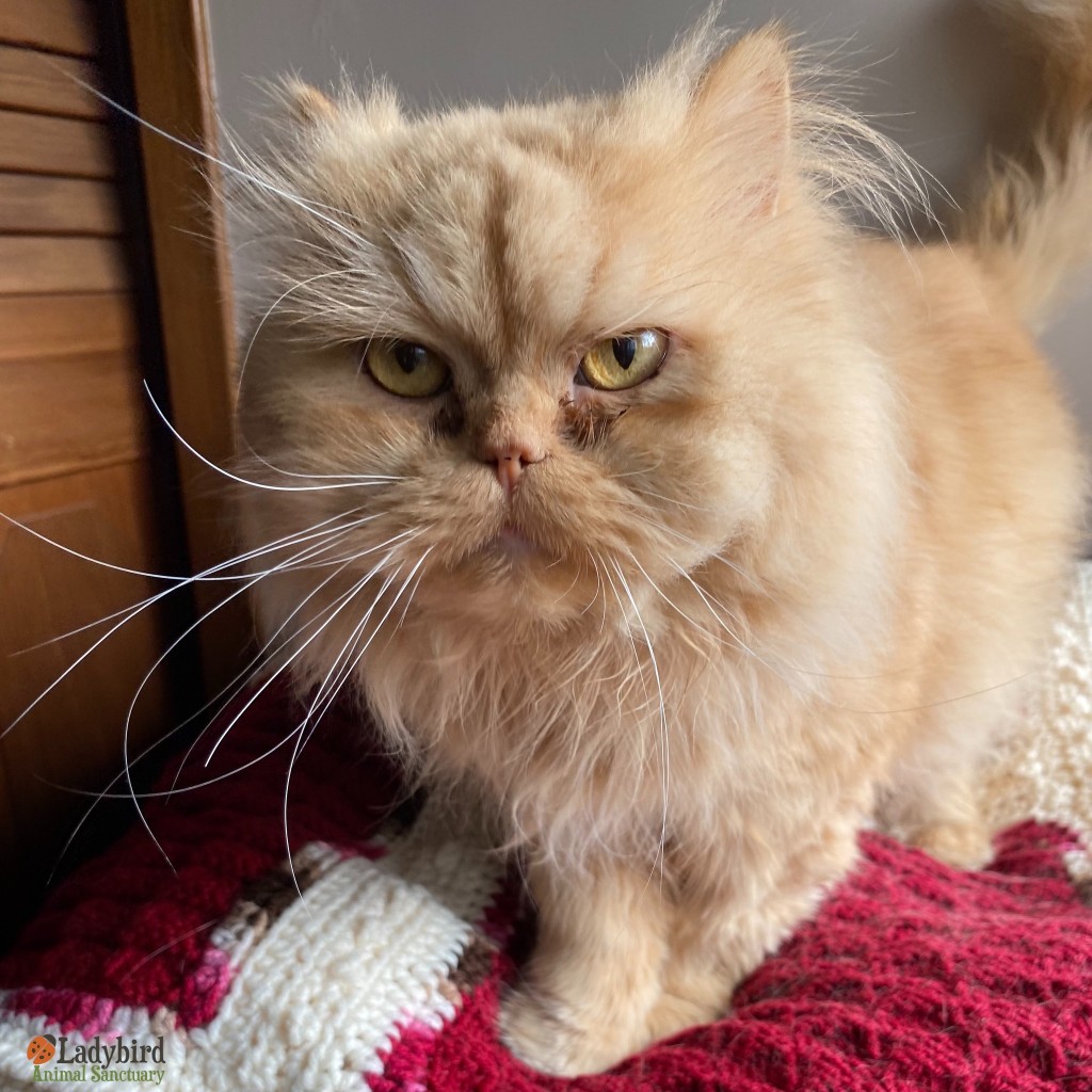 Colonel Butternubs