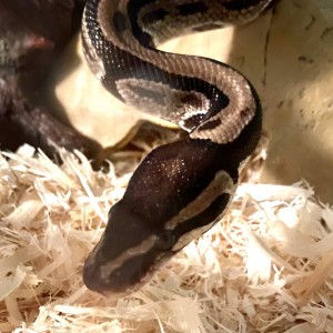 Odon adopted