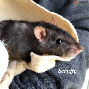 Scruffy