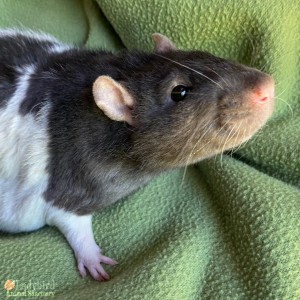 Chowder