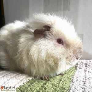 Elliot