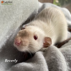 Beverly