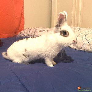 Daphne