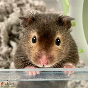 Duncan