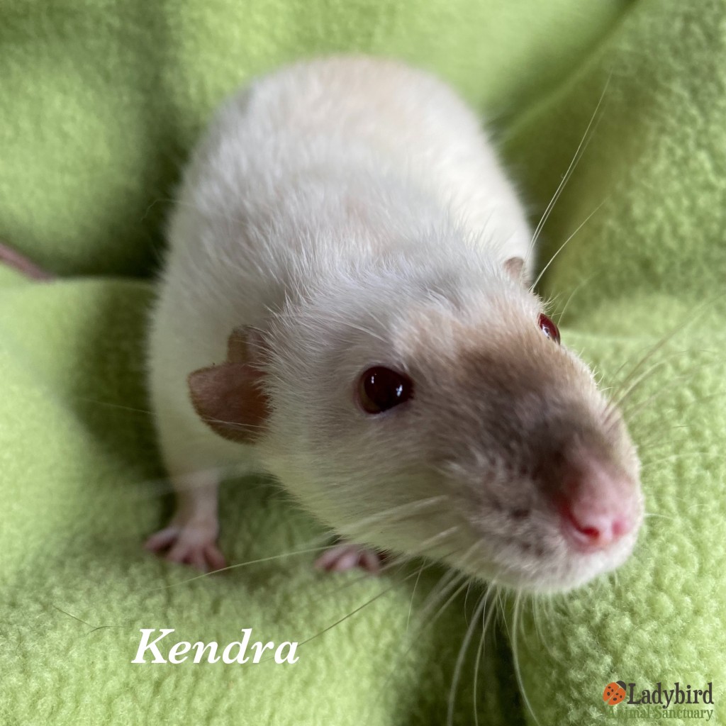 Kendra