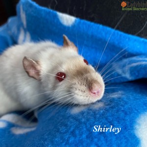 Shirley