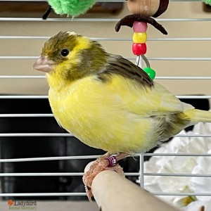 Peeper