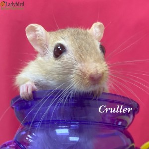 Cruller