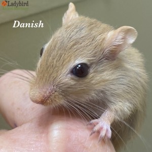 Danish