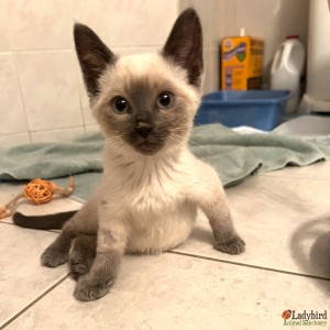 Merlin