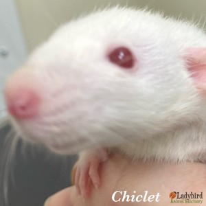 Chiclet