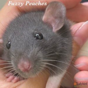 Fuzzy Peaches