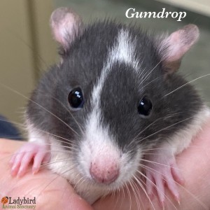 Gumdrop