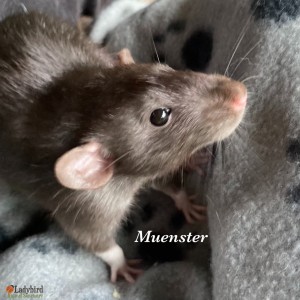 Muenster