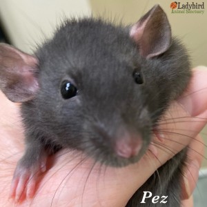 Pez