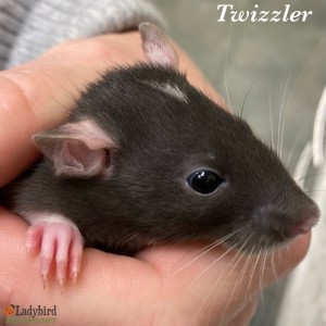 Twizzler