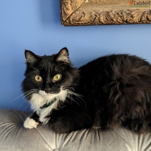 Juno