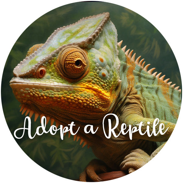 Reptile fostering near best sale me