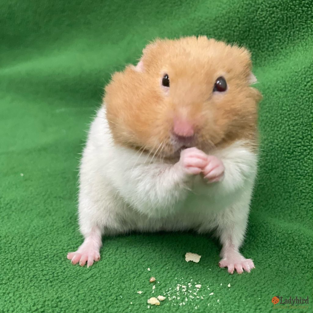 Saltine