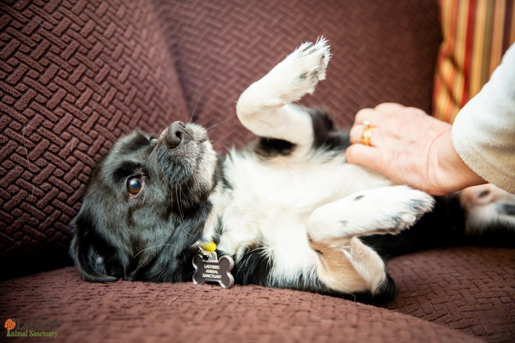 Louie - photo by Luca Simpson