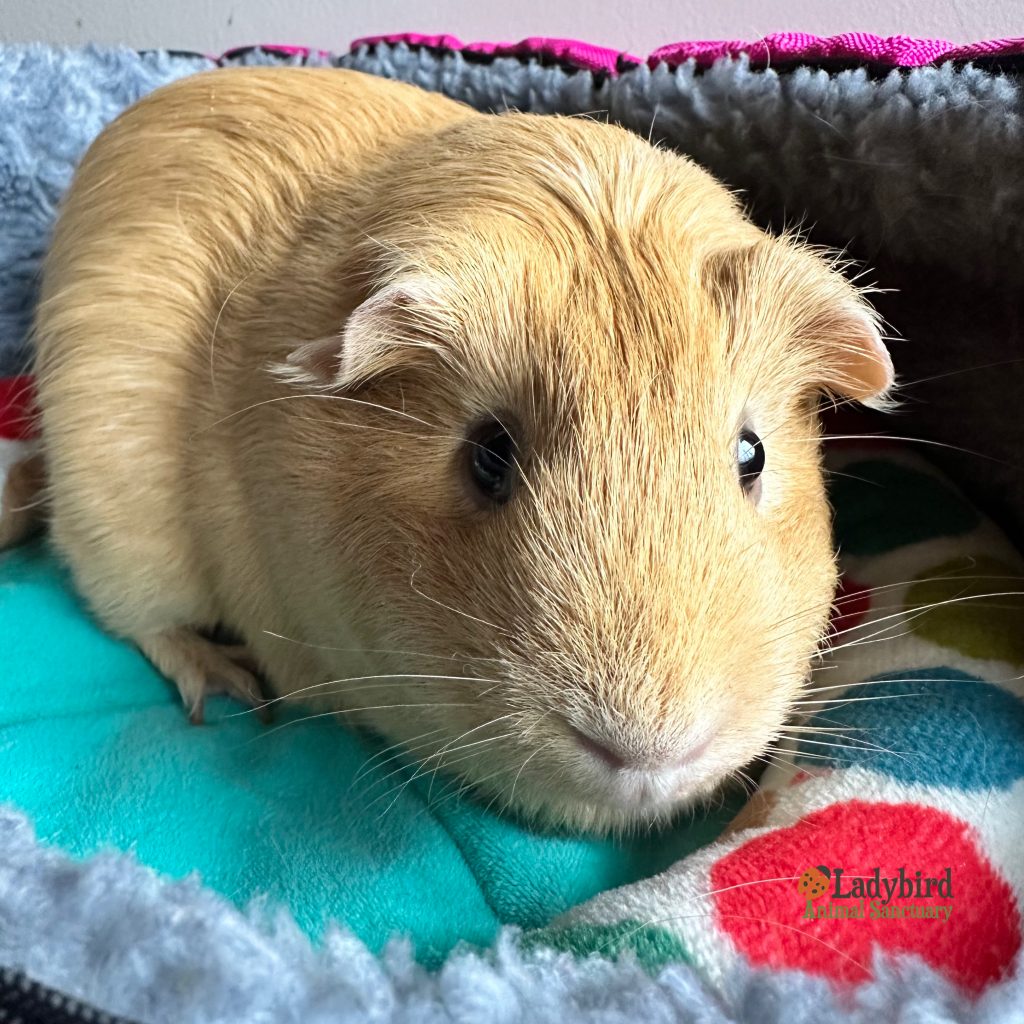 Marzipan