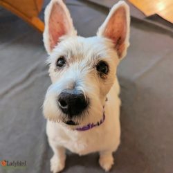 Bonnie