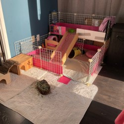 C&C Guinea Pig cage